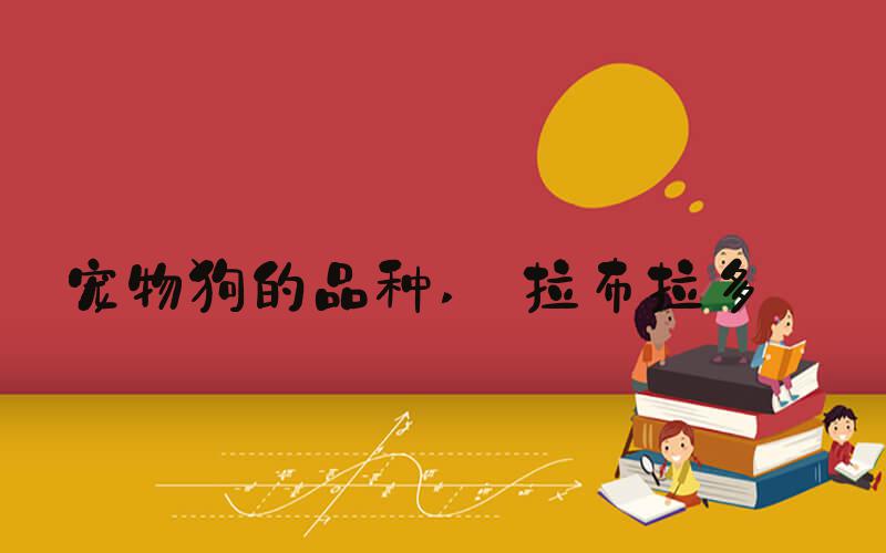 宠物狗的品种  拉布拉多 